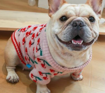 Christmas Pet Dog Clothes