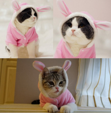 Pet Cat Mascotas Costume