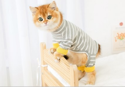 One- Piece Cat Clothes